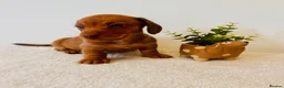 Miniature Dachshund dogs for sale: ❤️ Stunning Mini Dachshund Puppies ❤️ - Advert 9
