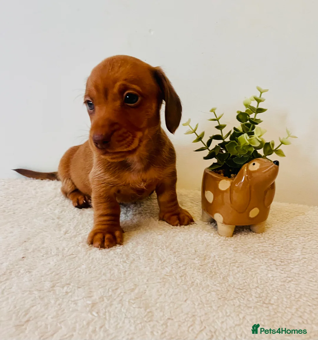 Miniature Dachshund dogs for sale: ❤️ Stunning Mini Dachshund Puppies ❤️ - Advert 9