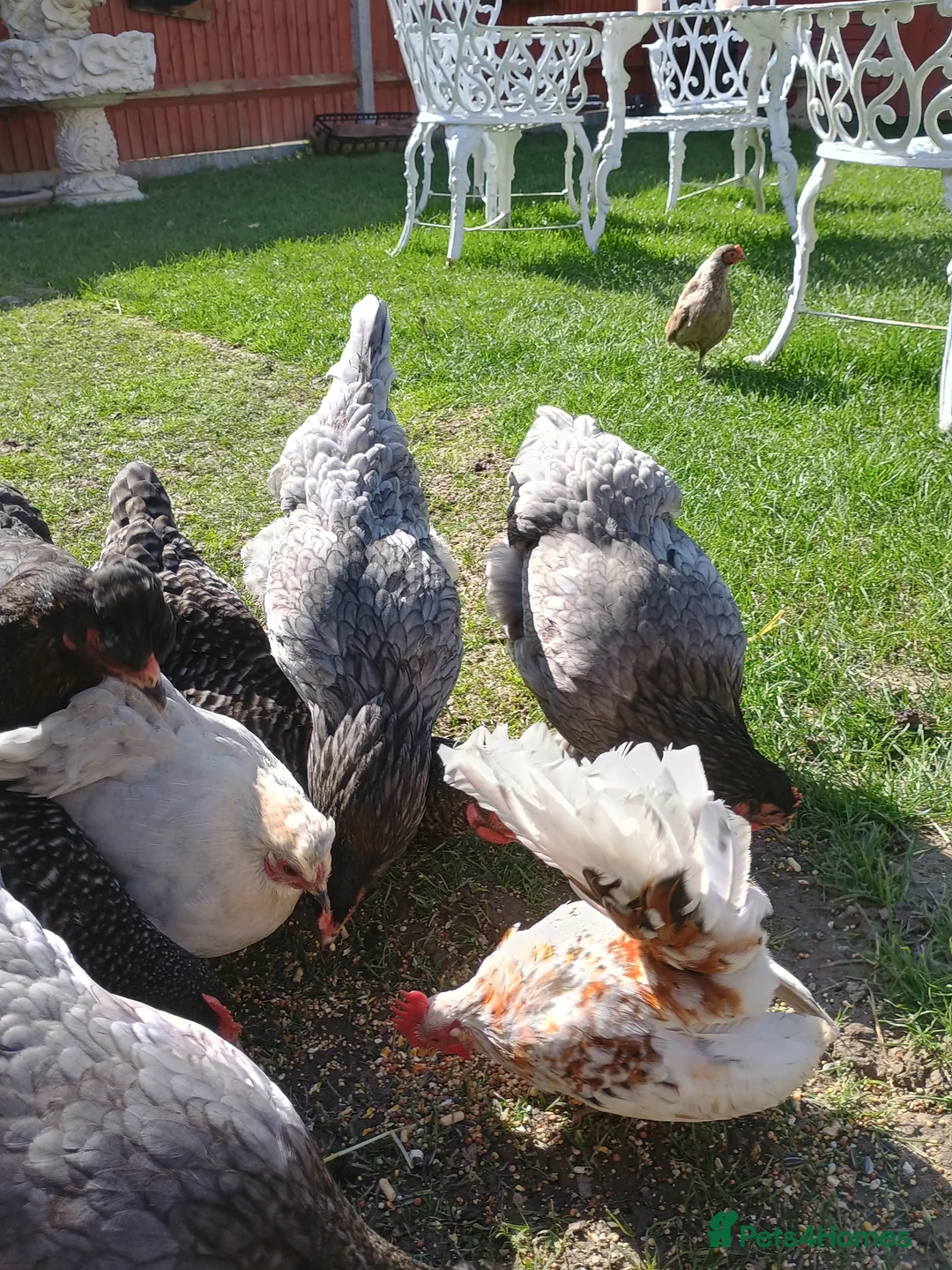 Chickens poultry for sale: Chickens  in Sevenoaks - Advert 6