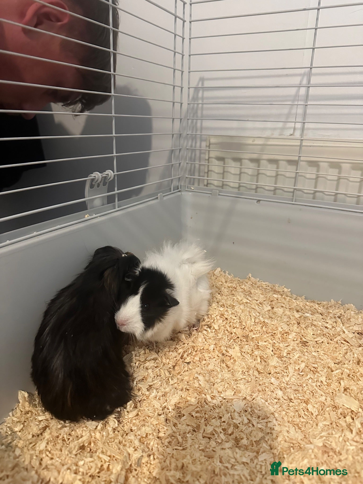Guinea Pig rodents Guinie pigs for sale  - Advert 6