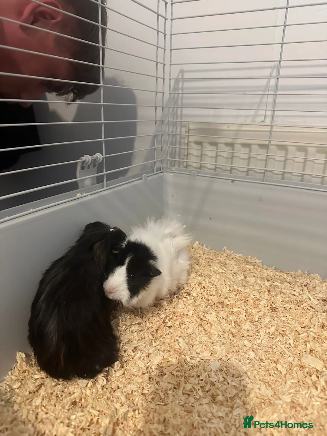 Guinea Pig rodents for sale: Guinie pigs for sale  in Wolverhampton - Advert 1