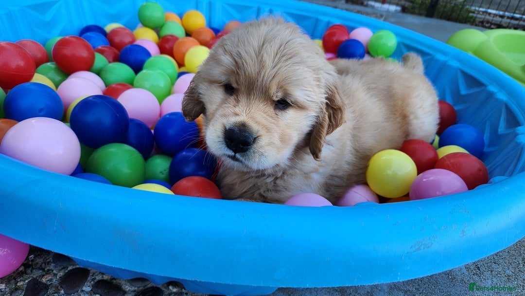 Golden Retriever dogs for sale: Golden Retriever Pups for Sale will be Ready Soon - Image 3