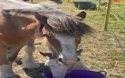 Irish Cob horses for sale: Buddy - Image 21
