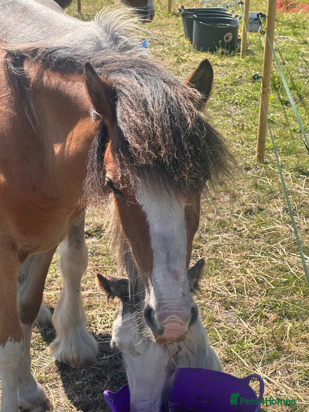 Irish Cob horses for sale: Buddy - Image 21