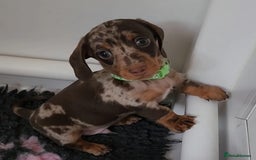 Miniature Dachshund dogs for sale: Gorgeous Miniature Dachshund Pups –2 Boys & 1 Girl - Image 2