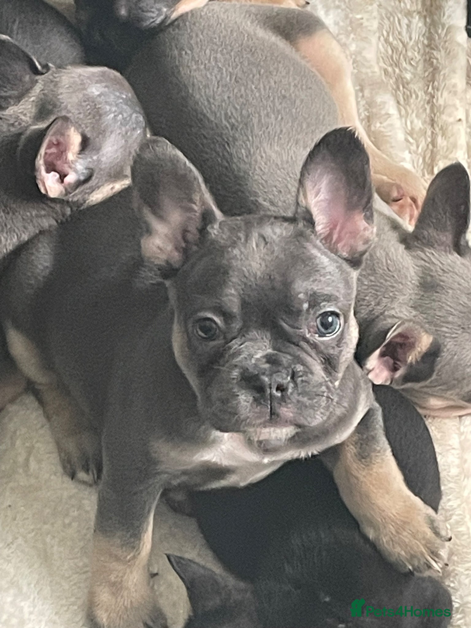 French Bulldog dogs for sale: Quality French bulldog puppies pet price in Dronfield - Advert 15