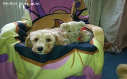 Cockapoo dogs for sale: Gorgeous cockapoo puppies - Image 9