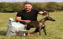 Mixed Breed dogs for sale: Lurcher puppies  - Image 16