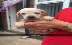 Mixed Breed dogs for sale: Beautiful Sprizla Puppies  - Image 8