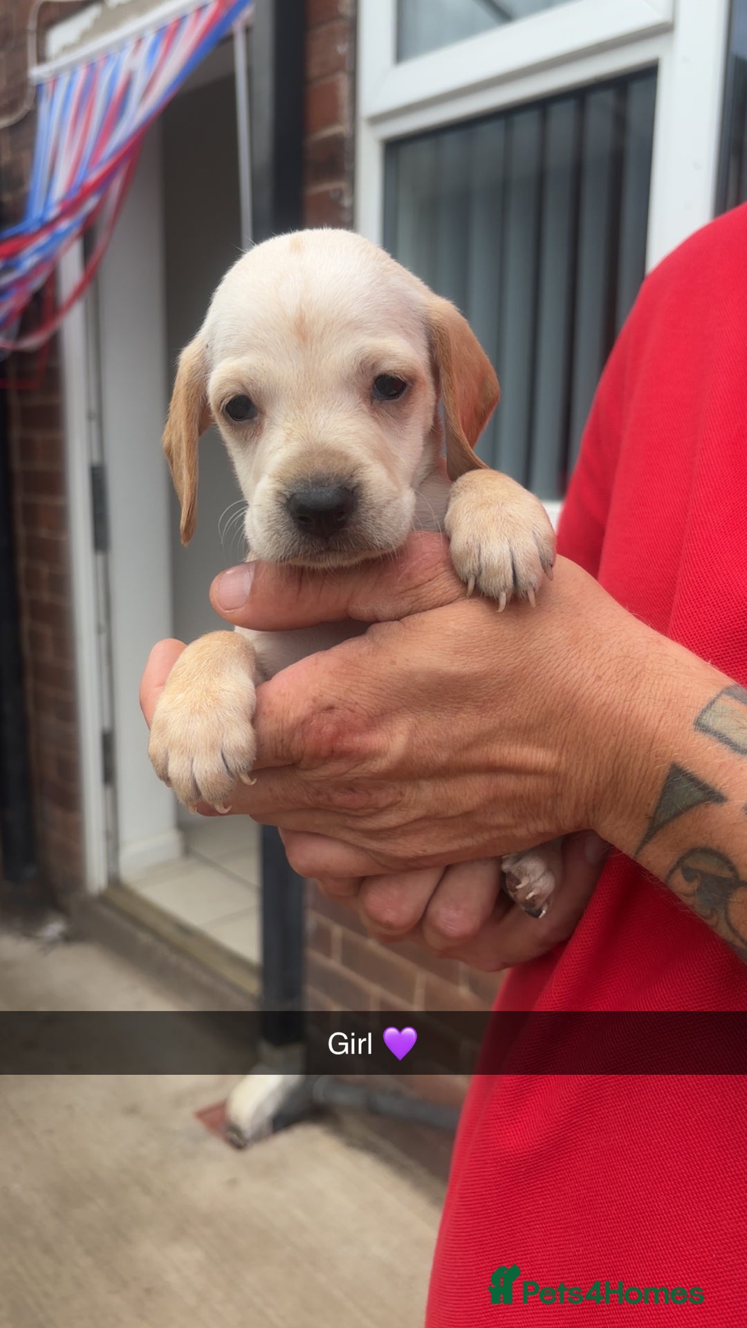 Mixed Breed dogs for sale: Beautiful Sprizla Puppies  - Image 8