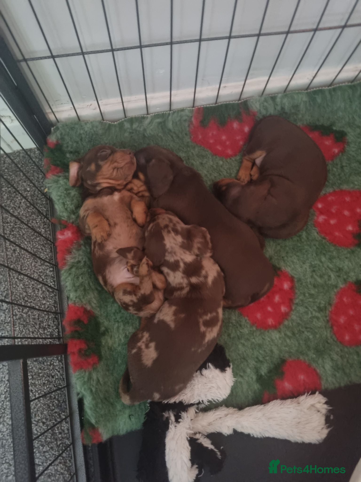 Miniature Dachshund dogs KC reg miniature smooth haired dachshund puppies - Advert 2