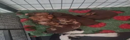 Miniature Dachshund dogs for sale: KC reg miniature smooth haired dachshund puppies - Advert 1