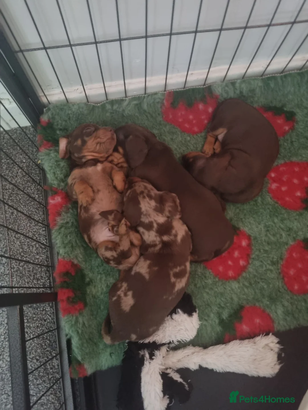 Miniature Dachshund dogs for sale: KC reg miniature smooth haired dachshund puppies - Advert 1