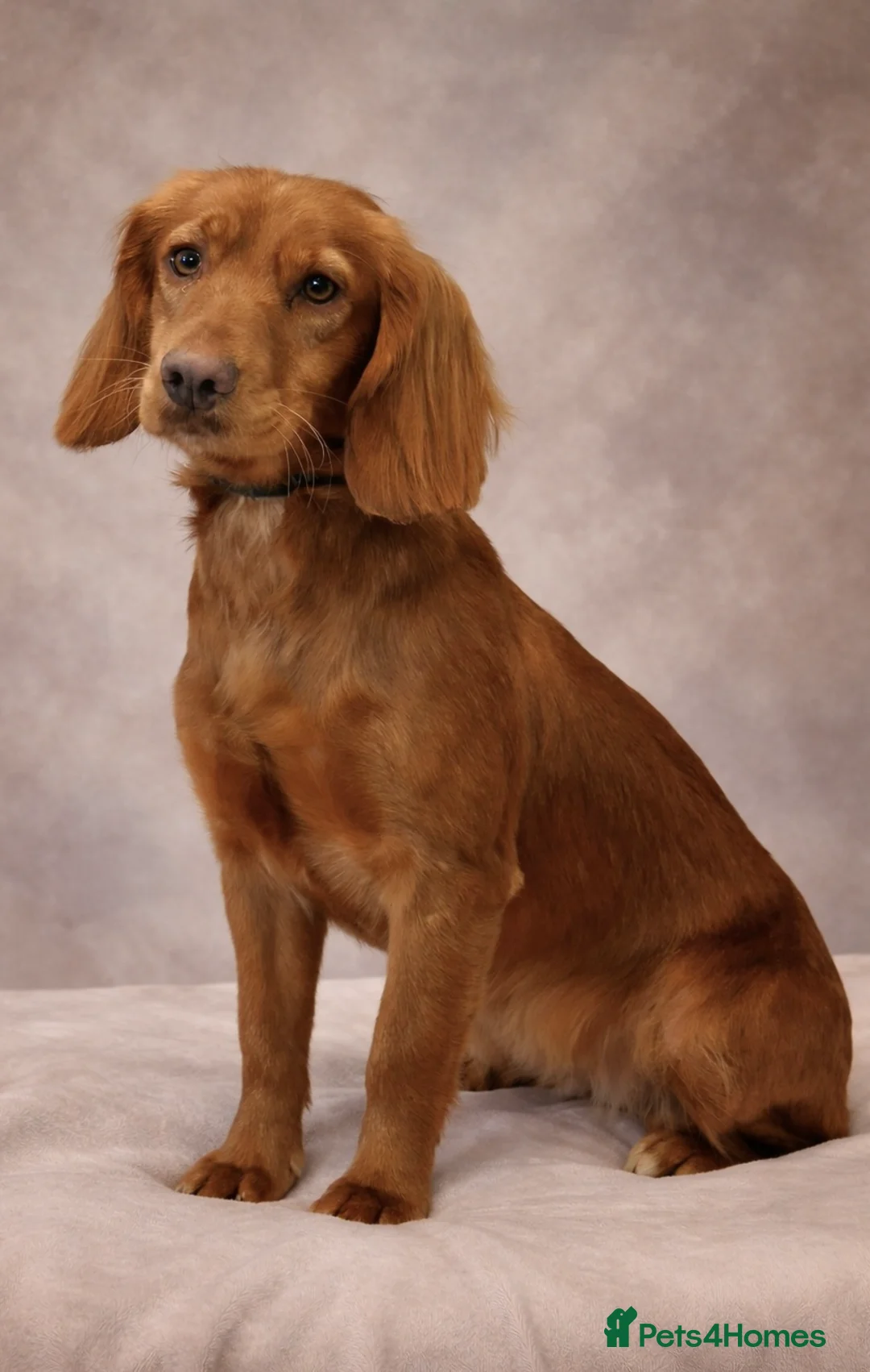 Cocker Spaniel dogs for sale: Legally docked. KC Reg. 4 Cocker spaniels.  - Advert 2