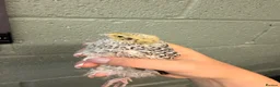 Quail poultry for sale: Female Coturnix x4  - Advert 6