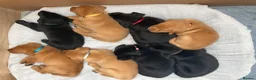 Labrador Retriever dogs for sale: 8 Stunning Fox Red & Black Labrador Puppies in Walsall - Advert 4