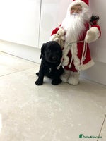 Cockapoo dogs Beautiful cockapoos - Advert 8