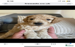 Cockapoo dogs for sale: F2 Cockapoo - Image 20