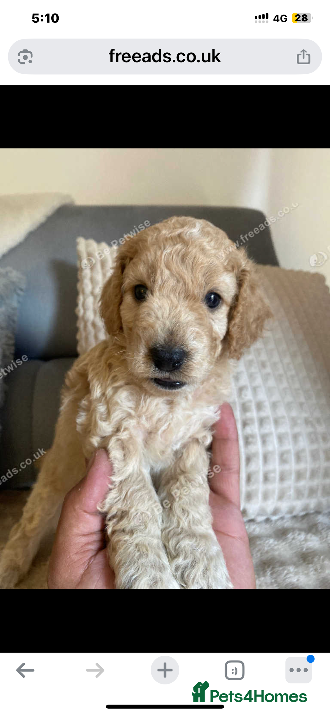 Cockapoo dogs for sale: F2 Cockapoo - Image 20