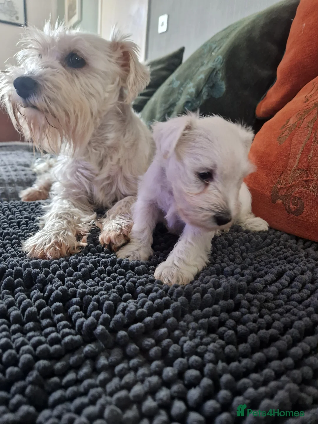 Miniature Schnauzer dogs for sale:  Pedigree Silver white minature schnauzer  - Advert 18