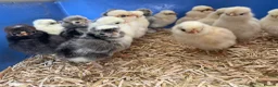 Chickens poultry for sale: Fertile polish / Poland chicken eggs - Advert 1