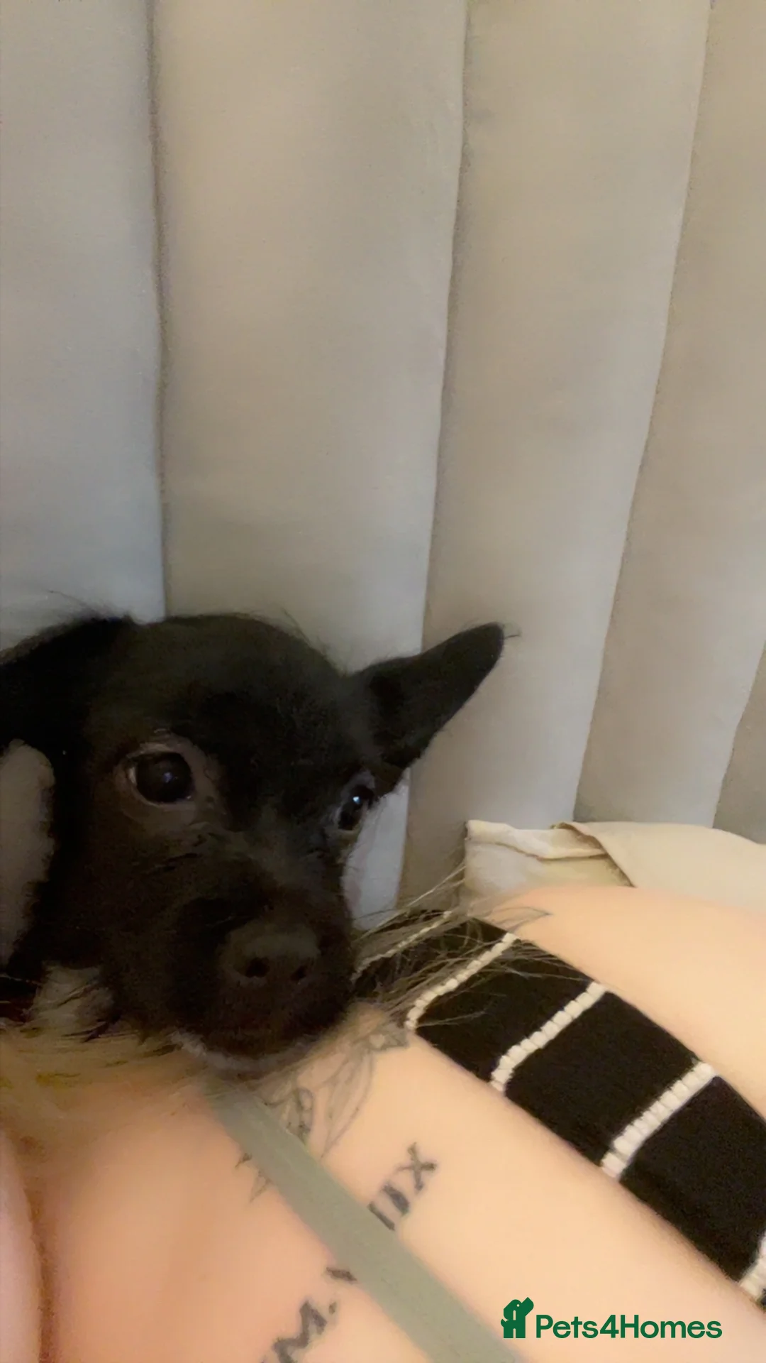 Mixed Breed dogs for sale: Puppy for sale - Advert 1