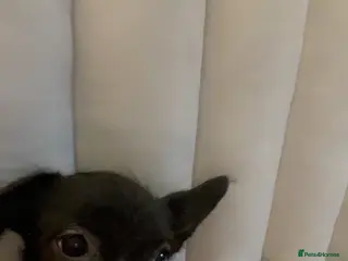 Mixed Breed dogs Puppy for sale - Advert 1