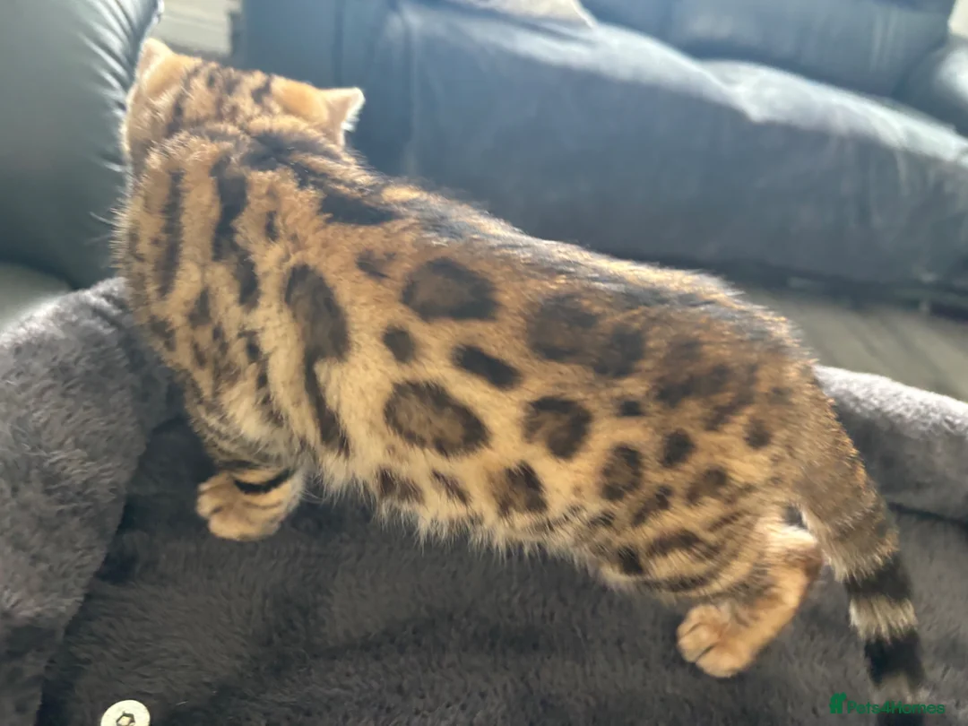 Bengal cats for sale: Bengal kitten in Bradford - Advert 2