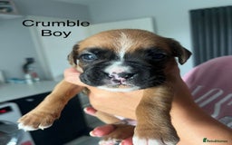 Boxer dogs for sale: Beautiful Boxer Puppies  🐾 - Image 18