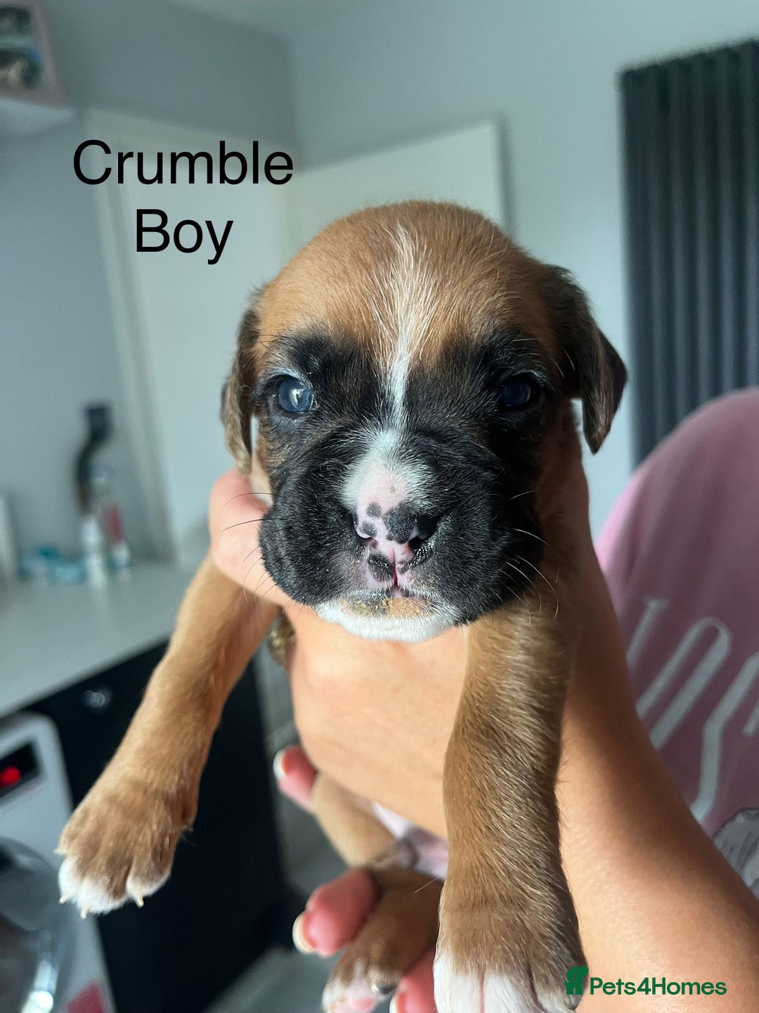 Boxer dogs for sale: Beautiful Boxer Puppies  🐾 - Image 18