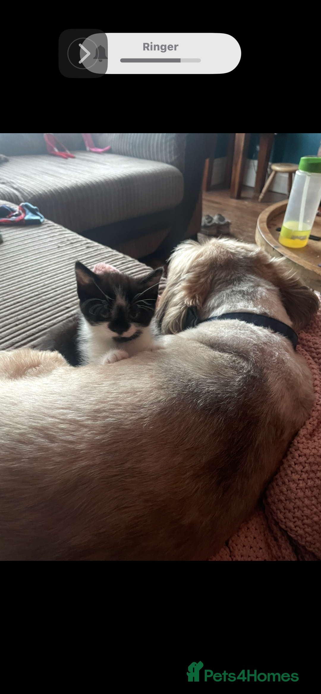 Mixed Breed cats for sale: Kitten for sale  - Advert 2