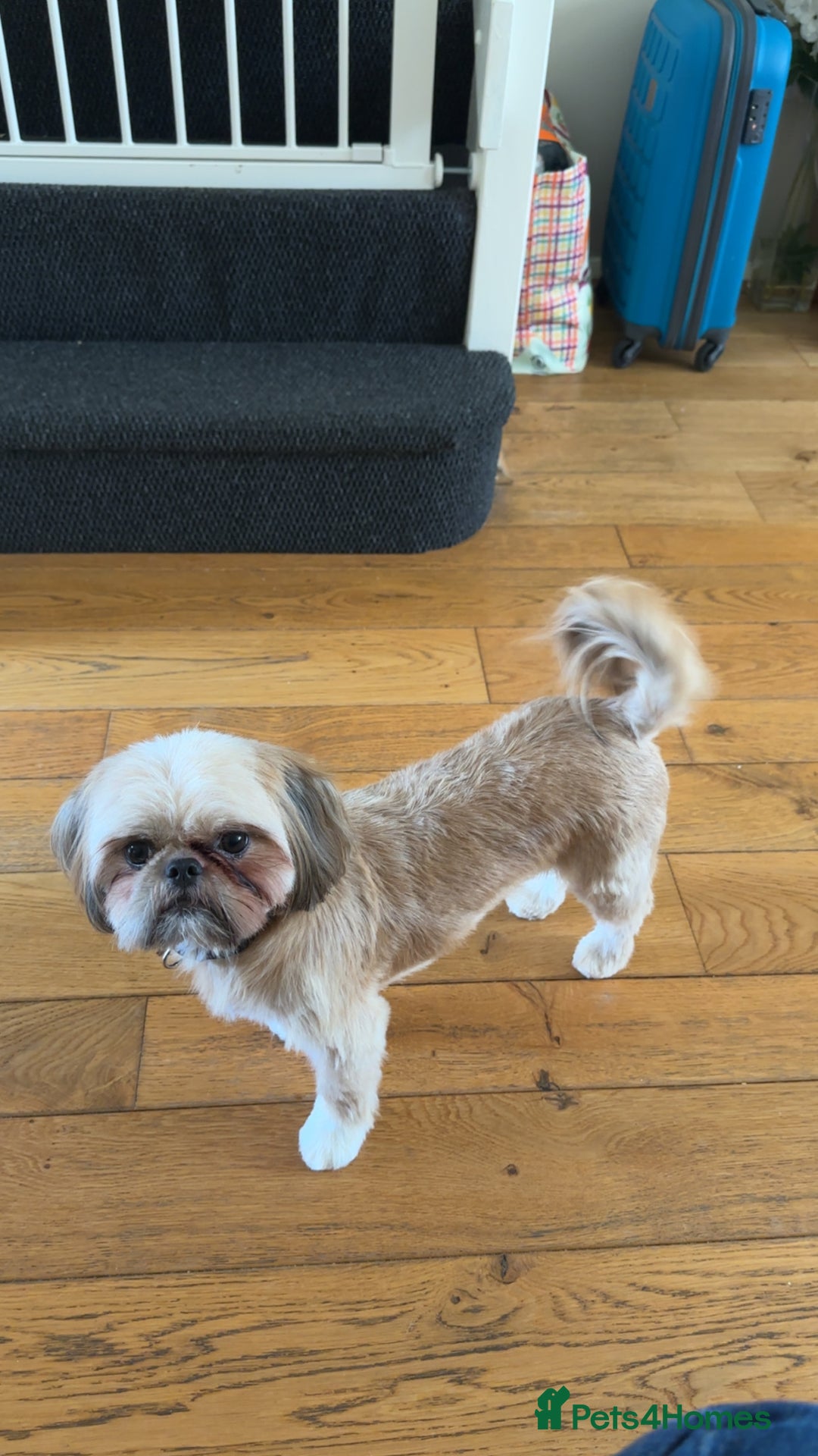 Shih Tzu dogs for sale: Gorgeous female Shih Tzu  - Image 6