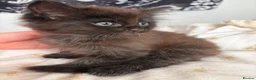 Mixed Breed cats for sale: Black and white kittens for sale  - Advert 5