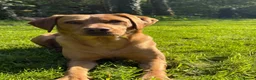 Labrador Retriever dogs for sale: Labrador boy 8 weeks  - Advert 1