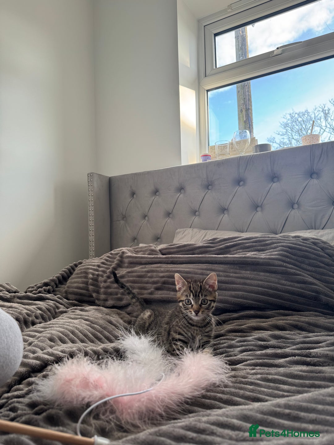 Mixed Breed cats for sale: Mixed kitten 7 months old girl  - Image 2