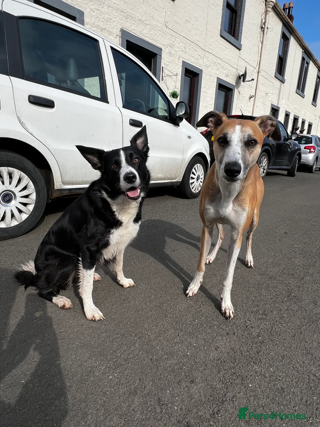 Lurcher dogs for stud: Lurcher for stud - Advert 16