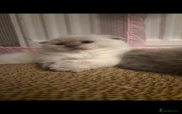 Scottish Fold cats for sale: Scottish fold x Siamese  - Image 3