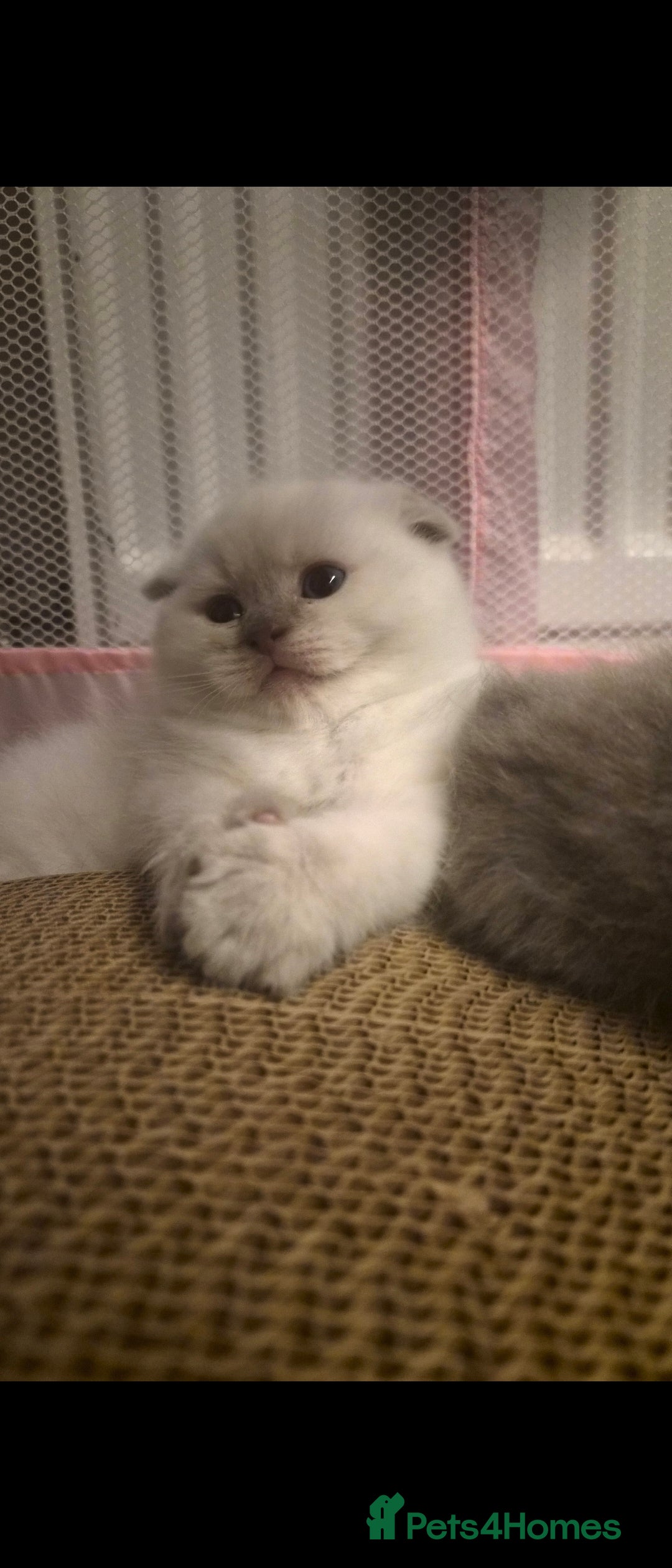 Scottish Fold cats for sale: Scottish fold x Siamese  - Image 3