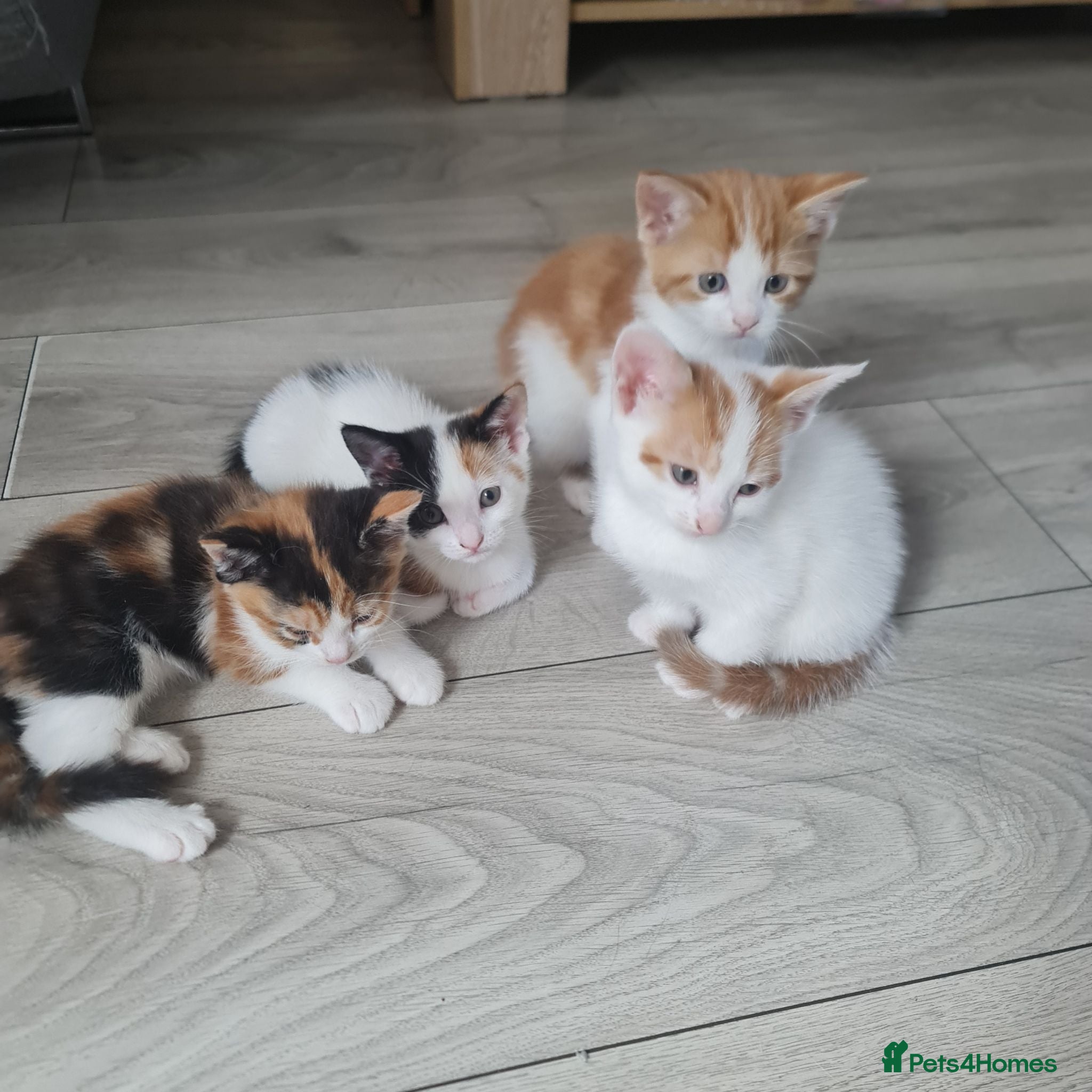 Mixed Breed cats Little kittens - Advert 1