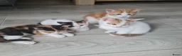 Mixed Breed cats for sale: Little kittens - Advert 1