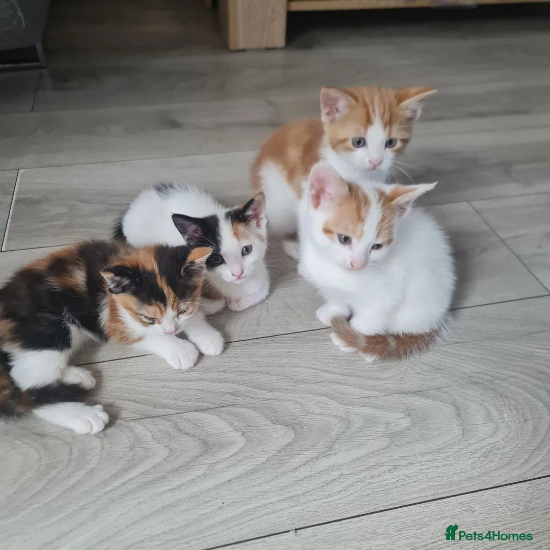 Mixed Breed cats for sale: Little kittens - Advert 1
