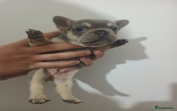 French Bulldog dogs for sale: French BullDog - Image 8