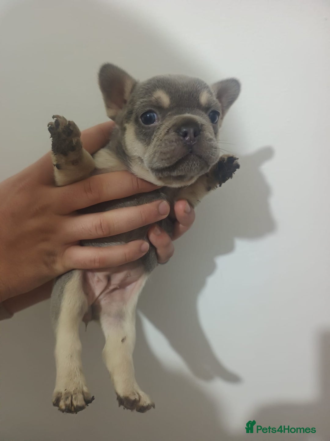 French Bulldog dogs for sale: French BullDog - Image 8
