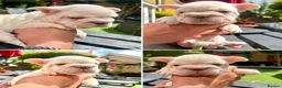 French Bulldog dogs for stud: Fluffy Stud - Advert 15