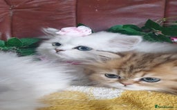 Persian cats for sale: 🌟Beautiful Pedigree Chinchilla Persian Kitten🌟 - Image 10