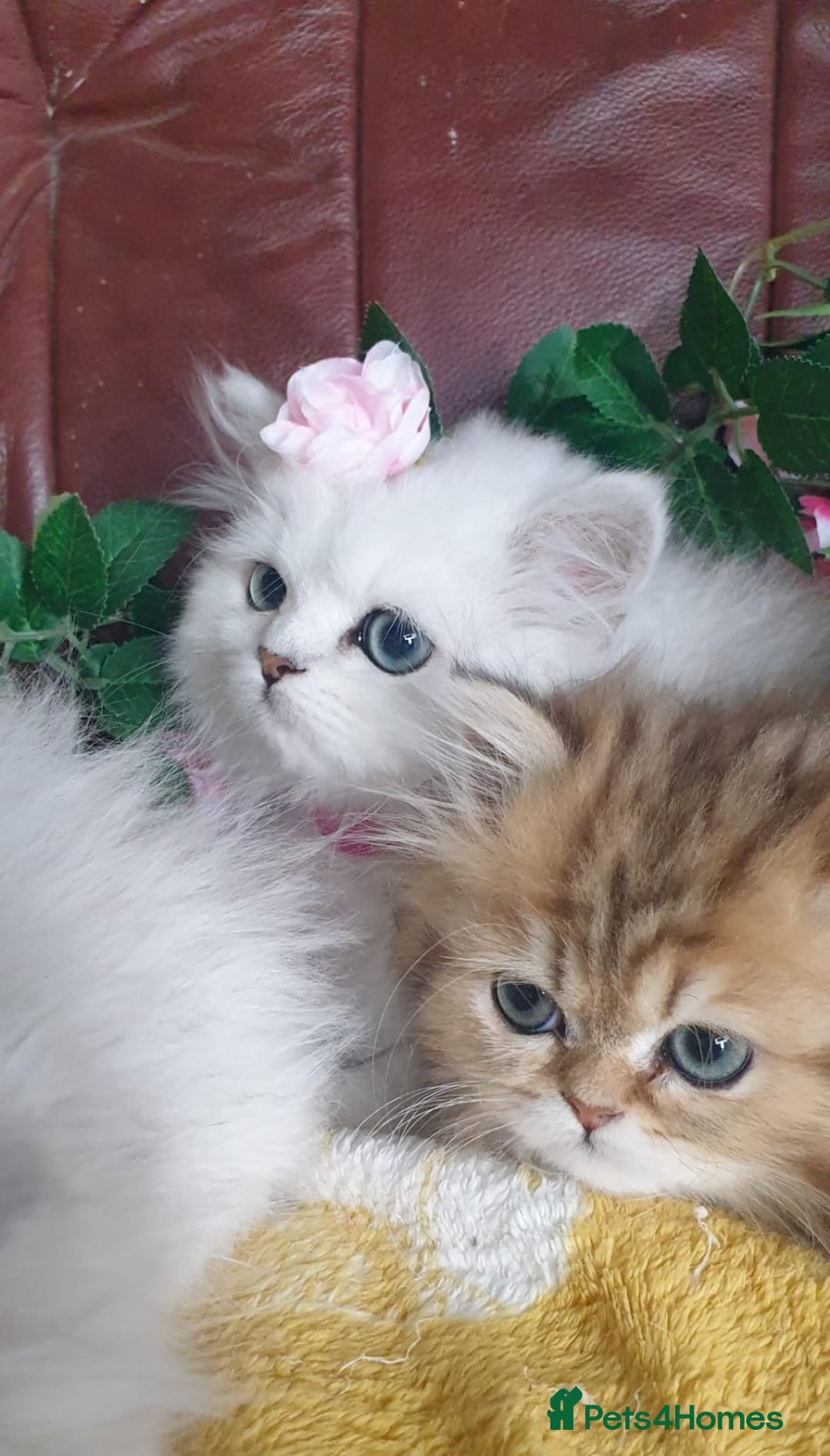 Persian cats for sale: 🌟Beautiful Pedigree Chinchilla Persian Kitten🌟 - Image 10