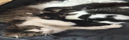 Mixed Breed cats for sale: Beautiful & Bonnie Boys & Mumma - Advert 23