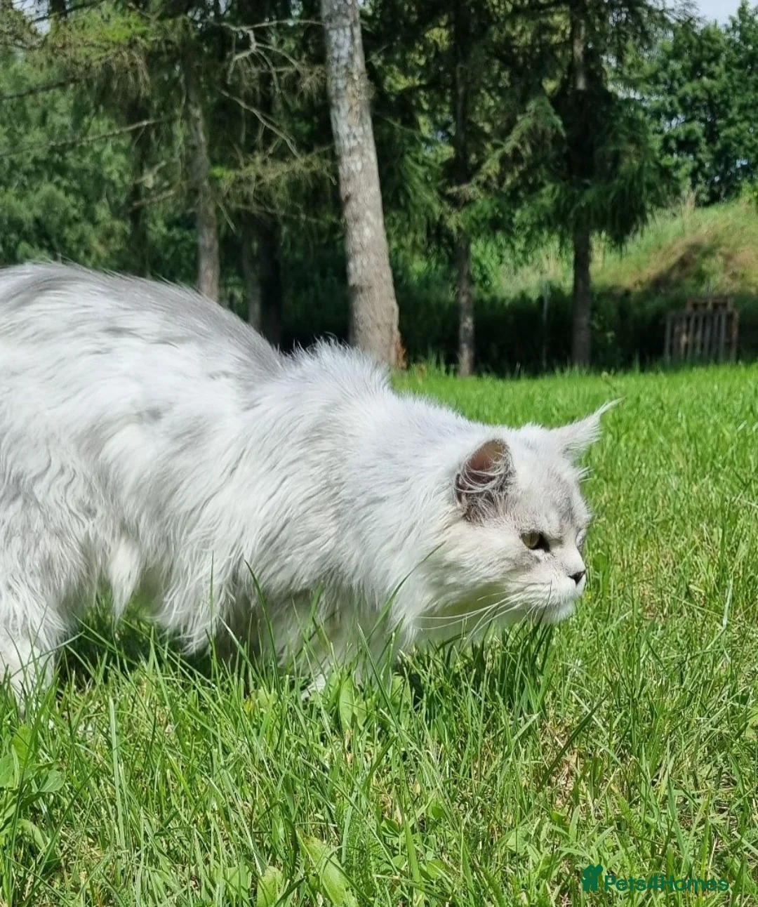 Maine Coon cats for sale: Maine Coon kittens from champion line - Advert 8