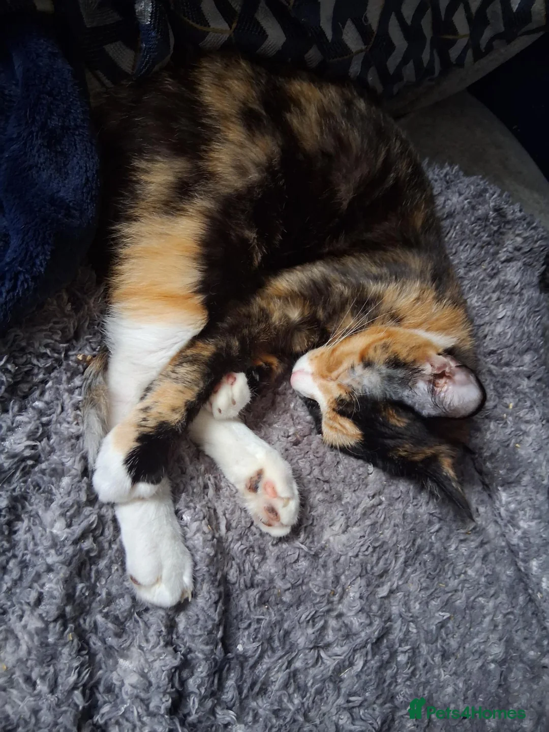Mixed Breed cats for sale: Adults 1+ - Advert 2