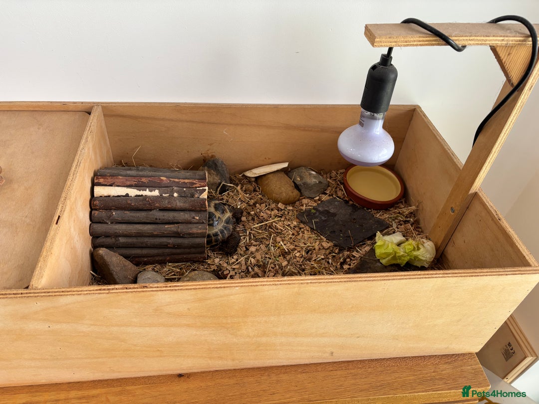 Hermann Tortoise reptiles for sale: Tortoise with table and lamp - Image 3